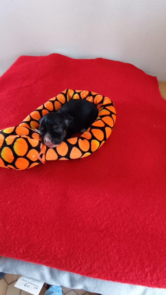 Domaine La Grage De Jyro - Chiots disponibles - Chien chinois à crête