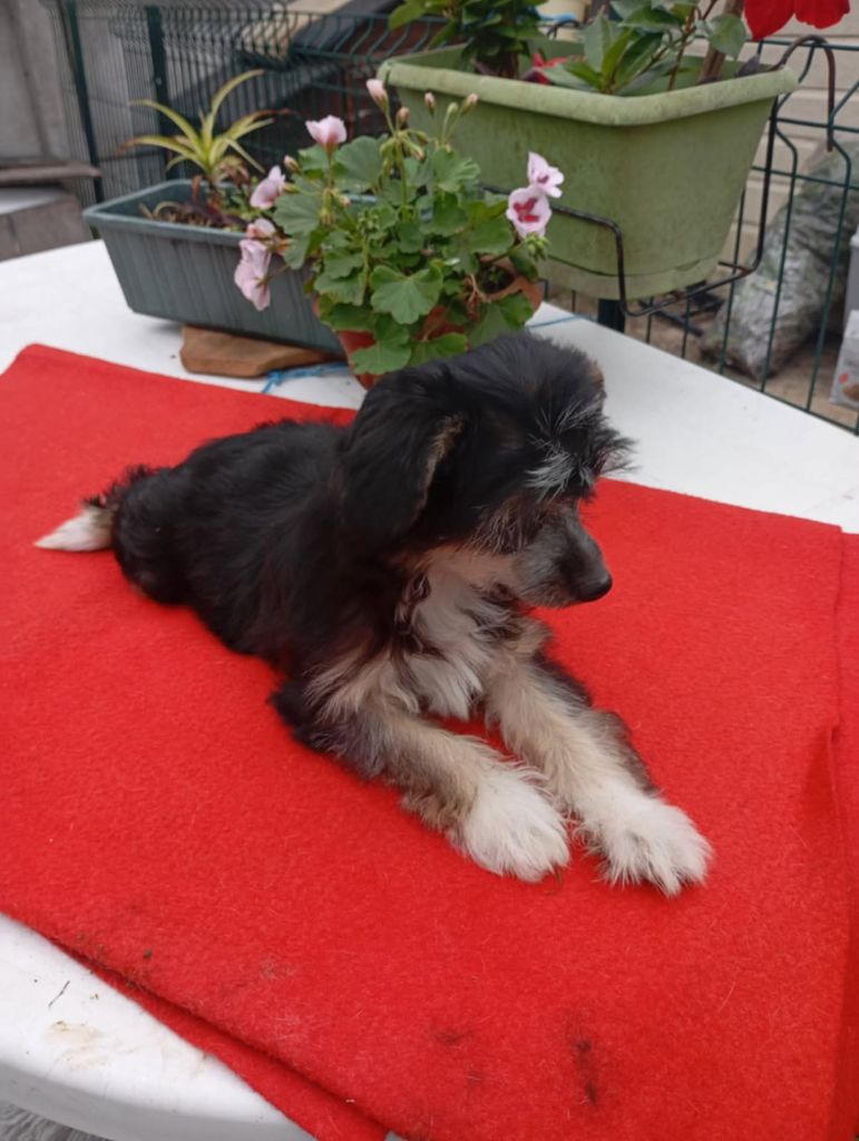 Domaine La Grage De Jyro - Chiots disponibles - Chien chinois à crête