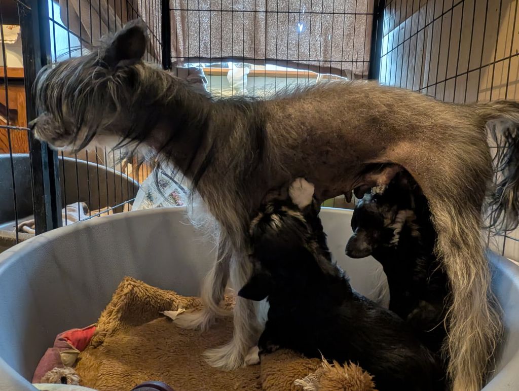 Chiot Chien chinois à crête Domaine La Grage De Jyro