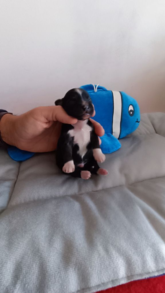 Domaine La Grage De Jyro - Chiots disponibles - Chien chinois à crête