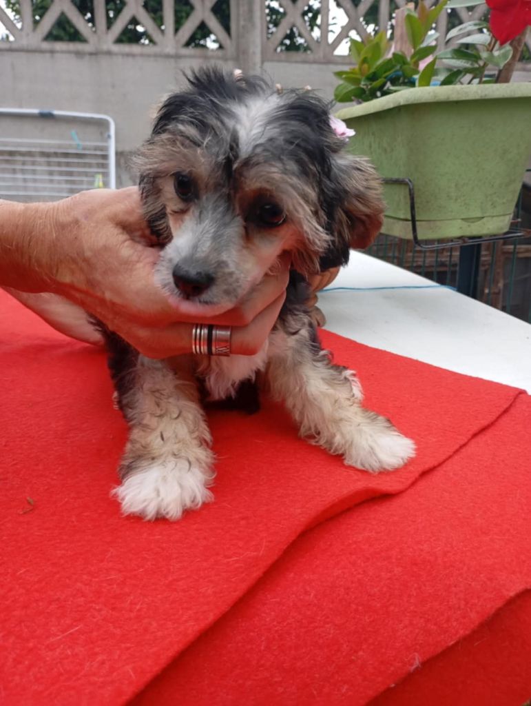 Domaine La Grage De Jyro - Chiots disponibles - Chien chinois à crête